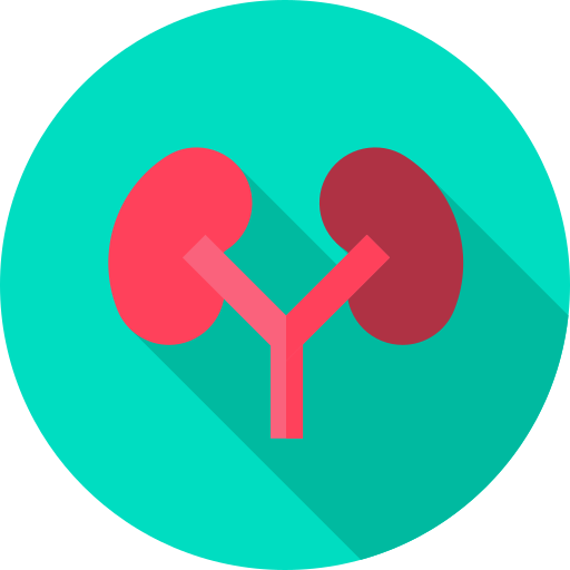 kidney